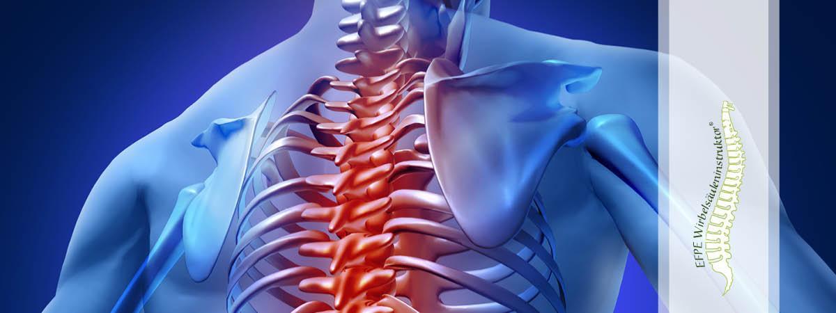 Fullarticle_ewii EFPE &reg; - EFPE WIRBELS&Auml;ULENINSTRUKTOR&reg;